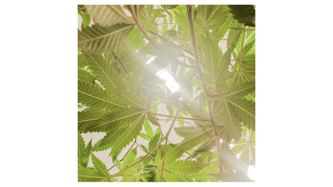 CBD in Skincare: The Ritual Effect for Radiant, Balanced Skin